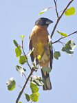 Black headed Grosbeak0220